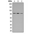 LifeSab™ Calpain 1 Rabbit pAb (50 µl)