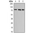 LifeSab™ ATF6 Rabbit pAb (50 µl)