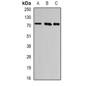 LifeSab™ ATF6 Rabbit pAb (50 µl)