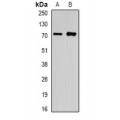 LifeSab™ OLFM1 Rabbit pAb (50 µl)