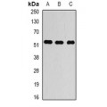 LifeSab™ Alpha-tubulin 4a Rabbit pAb (50 µl)