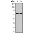 LifeSab™ ATG13 Rabbit pAb (50 µl)