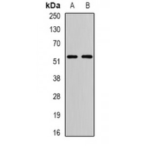 LifeSab™ ATG13 Rabbit pAb (50 µl)