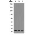 LifeSab™ RhoC Rabbit pAb (50 µl)