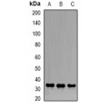 LifeSab™ Emerin Rabbit pAb (50 µl)