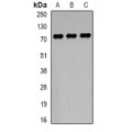 LifeSab™ TCF4 Rabbit pAb (50 µl)