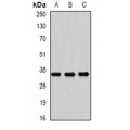 LifeSab™ RASSF1 Rabbit pAb (50 µl)