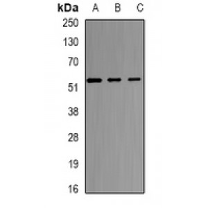 LifeSab™ SELENBP1 Rabbit pAb (50 µl)