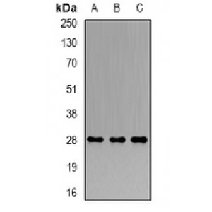 LifeSab™ PRDX4 Rabbit pAb (50 µl)