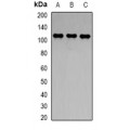 LifeSab™ CD288 Rabbit pAb (50 µl)
