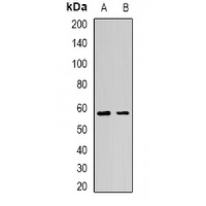 LifeSab™ AdipoR1 Rabbit pAb (50 µl)