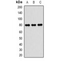 LifeSab™ TAP2 Rabbit pAb (50 µl)