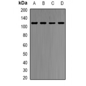 LifeSab™ HMGCR Rabbit pAb (50 µl)