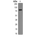 LifeSab™ beta-TrCP Rabbit pAb (50 µl)