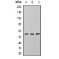 LifeSab™ U2AF65 Rabbit pAb (50 µl)