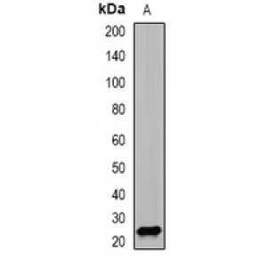 LifeSab™ PSMD10 Rabbit pAb (50 µl)