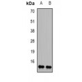 LifeSab™ Histone H2B Rabbit pAb (50 µl)