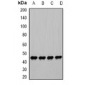 LifeSab™ PGK1 Rabbit pAb (50 µl)