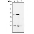 LifeSab™ CDA Rabbit pAb (50 µl)