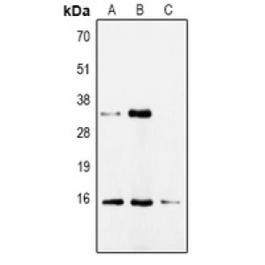 LifeSab™ CDA Rabbit pAb (50 µl)