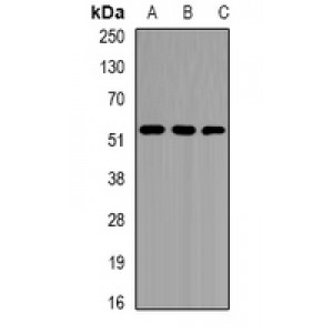 LifeSab™ EPHX1 Rabbit pAb (50 µl)