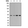 LifeSab™ Cytochrome P450 1A1 Rabbit pAb (50 µl)