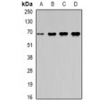 LifeSab™ Moesin Rabbit pAb (50 µl)