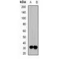 LifeSab™ SIAH1 Rabbit pAb (50 µl)