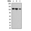 LifeSab™ CASK Rabbit pAb (50 µl)