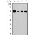 LifeSab™ LTA4H Rabbit pAb (50 µl)