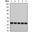 LifeSab™ PSMC4 Rabbit pAb (50 µl)