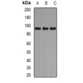 LifeSab™ Axin-2 Rabbit pAb (50 µl)