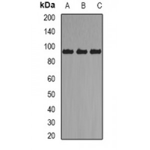 LifeSab™ Axin-2 Rabbit pAb (50 µl)