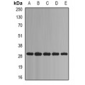 LifeSab™ PSMA1 Rabbit pAb (50 µl)