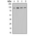 LifeSab™ DDB1 Rabbit pAb (50 µl)