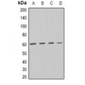 LifeSab™ DISC-1 Rabbit pAb (50 µl)