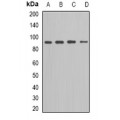 LifeSab™ Kv11.1 Rabbit pAb (50 µl)