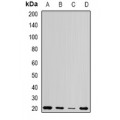LifeSab™ Centrin-1 Rabbit pAb (50 µl)