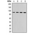 LifeSab™ Neuroligin Y Rabbit pAb (50 µl)