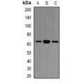 LifeSab™ Atlastin-1 Rabbit pAb (50 µl)