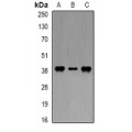 LifeSab™ DAO Rabbit pAb (50 µl)