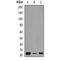 LifeSab™ Geminin Rabbit pAb (50 µl)