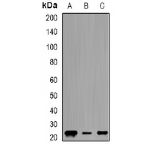 LifeSab™ Geminin Rabbit pAb (50 µl)