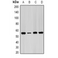 LifeSab™ IMPDH2 Rabbit pAb (50 µl)