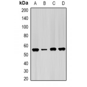 LifeSab™ IMPDH2 Rabbit pAb (50 µl)