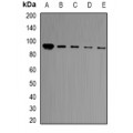 LifeSab™ BCL11A Rabbit pAb (50 µl)