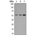 LifeSab™ eIF3E Rabbit pAb (50 µl)