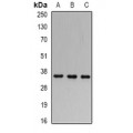 LifeSab™ FHL-1 Rabbit pAb (50 µl)