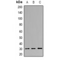 LifeSab™ PNMTase Rabbit pAb (50 µl)