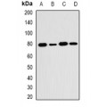 LifeSab™ SH2B1 Rabbit pAb (50 µl)